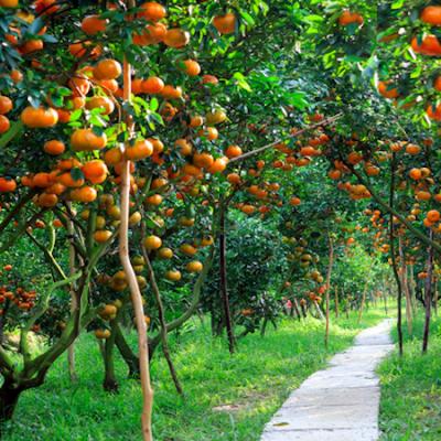 \"TÌNH ĐẤT + TÌNH HOA \" LÀNG HOA SADEC