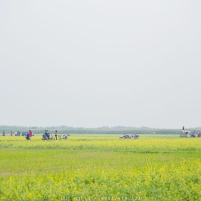 Cánh đồng hoa cải vàng rực rỡ ở Thái Bình